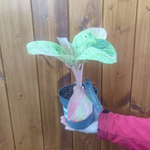 Aglaonema (Aglaonema commutatum) ‘APPLE FANTASY’ - výška 20-30 cm, kont. C1L